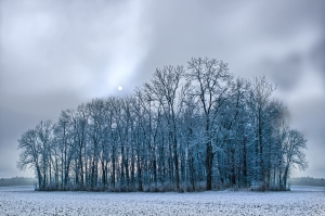 1408255_trees_in_foggy_winter_landscape.jpg
