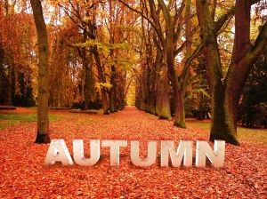 996925_autumn_concept.jpg