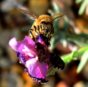 bees-pollinating-3-1346028-m.jpg