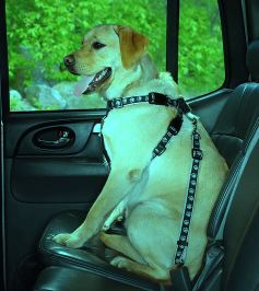 dog-in-car.jpg