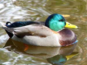 duck-with-reflection-1400851